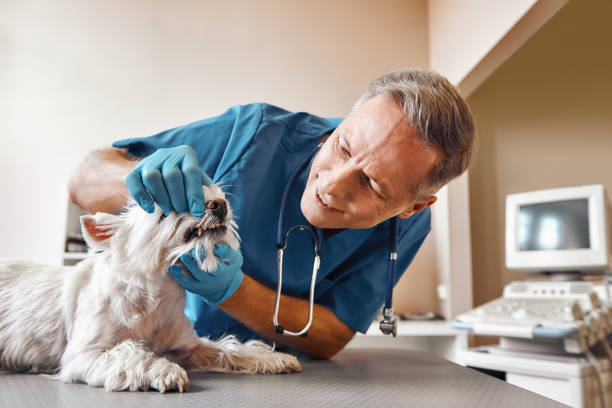 Trusted NH Emergency Dentist Experts